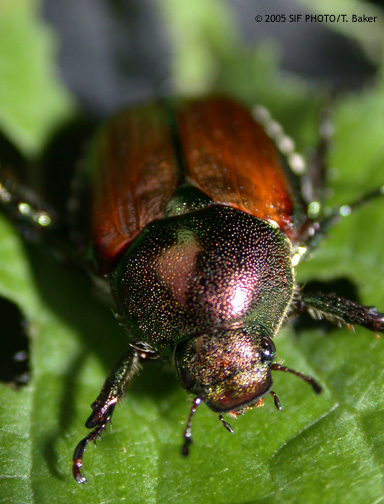 WAR OF THE WOODS--(July 10)--A Japanese Beetle takes a break from devouring a shrub in the garden of Margie Baker in West Grove, Chester County, Pa. Adult beetles emerge in early July and begin chewing leaves and looking for mates. They lay eggs in the soil in August.
