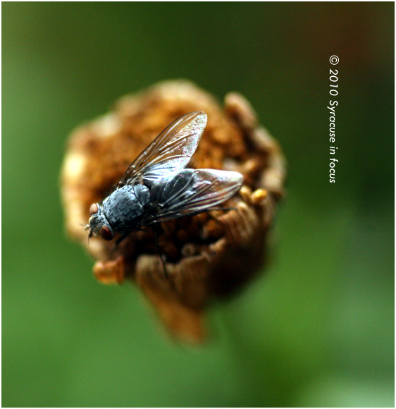 Fly on flower