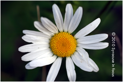 Flower, near Canadian border