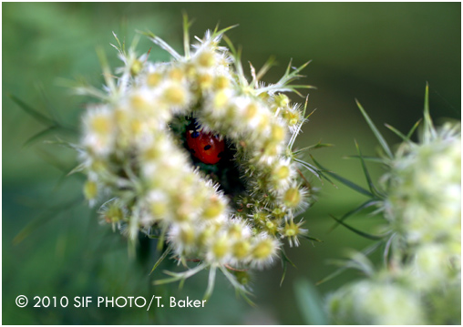 Lady bug shelter