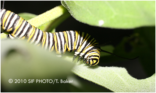 Stage two of Monach Butterfly metamorphosis, near US-Canadian border