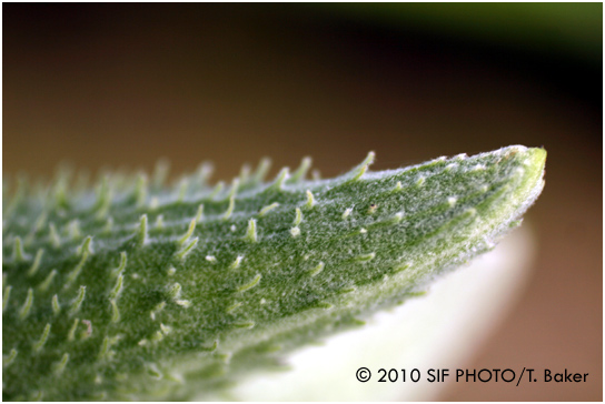 Milkweed, near Canadian border