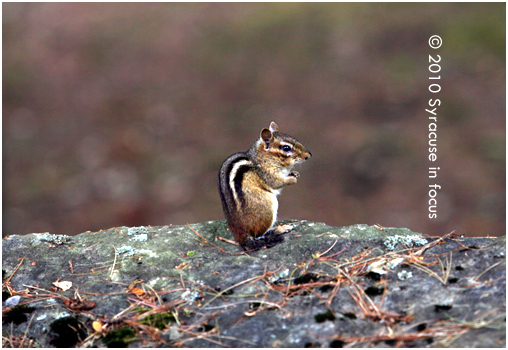 Chipmunk