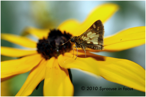 Moth on Black-eyed Susan