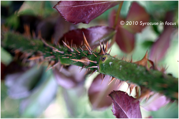 Thorns, Mills Rose Garden