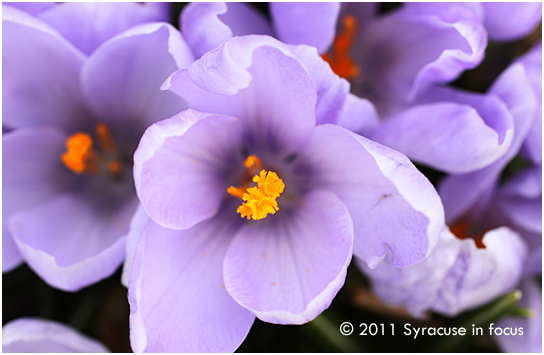 Spring Flowers