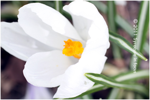 Spring Flowers