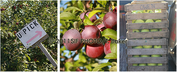 Apple Orchard, Elbridge, NY