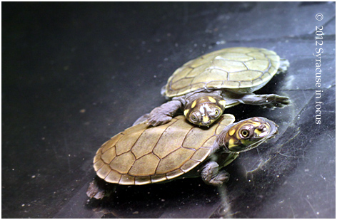 Yellow-Spotted Amazon River Turtles, the newest part of the Rosamond Gifford Zoo family.