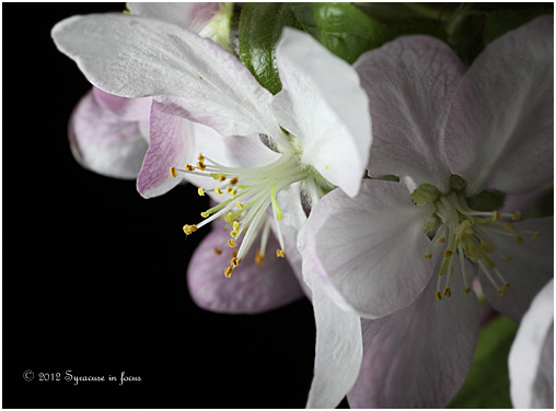 Apple Blossom