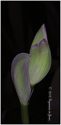 Bearded Iris