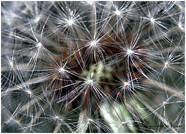 Dandelion