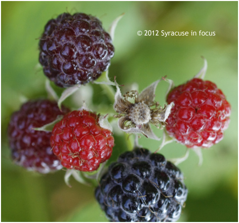 Raspberry (Rubus)