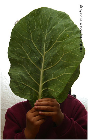 Collard Greens (comfort food)