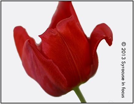 Tulip