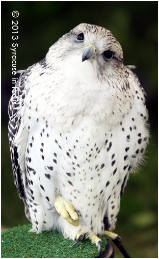 State Park at the Fair: Gray Falcon