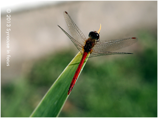 Dragonfly