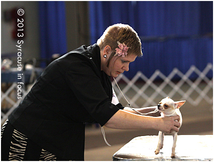 Jen from Niagara Falls with her dog Moe (competing in the Toy Group)