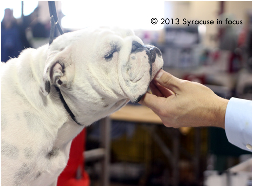 Poison Ivy from Rochester at the Leatherstocking Cluster Dog Show on Friday.