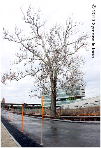 The nearly century-old Sycamore tree stands guard near southern entrance to the Syracuse Center of Excellence property.