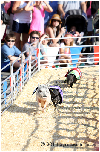 Swifty Swine Racing Pigs: Sports Activity Center, NYS Fair