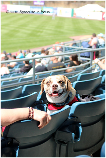 Living the Life of Rover: The next Bark in the Park is schedule for August.
