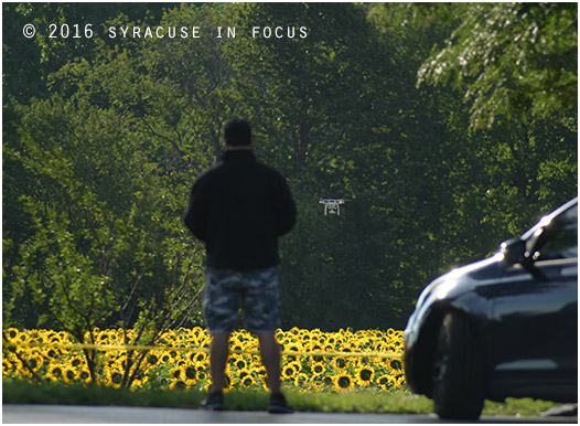 Drone photography, sunflower maze (Camillus, NY)