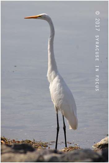 Egret